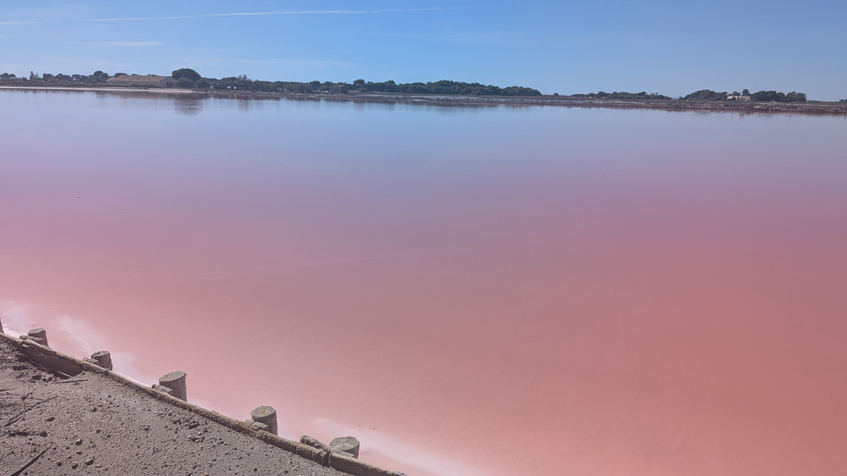 Camargue 2026 Carmargue 2026